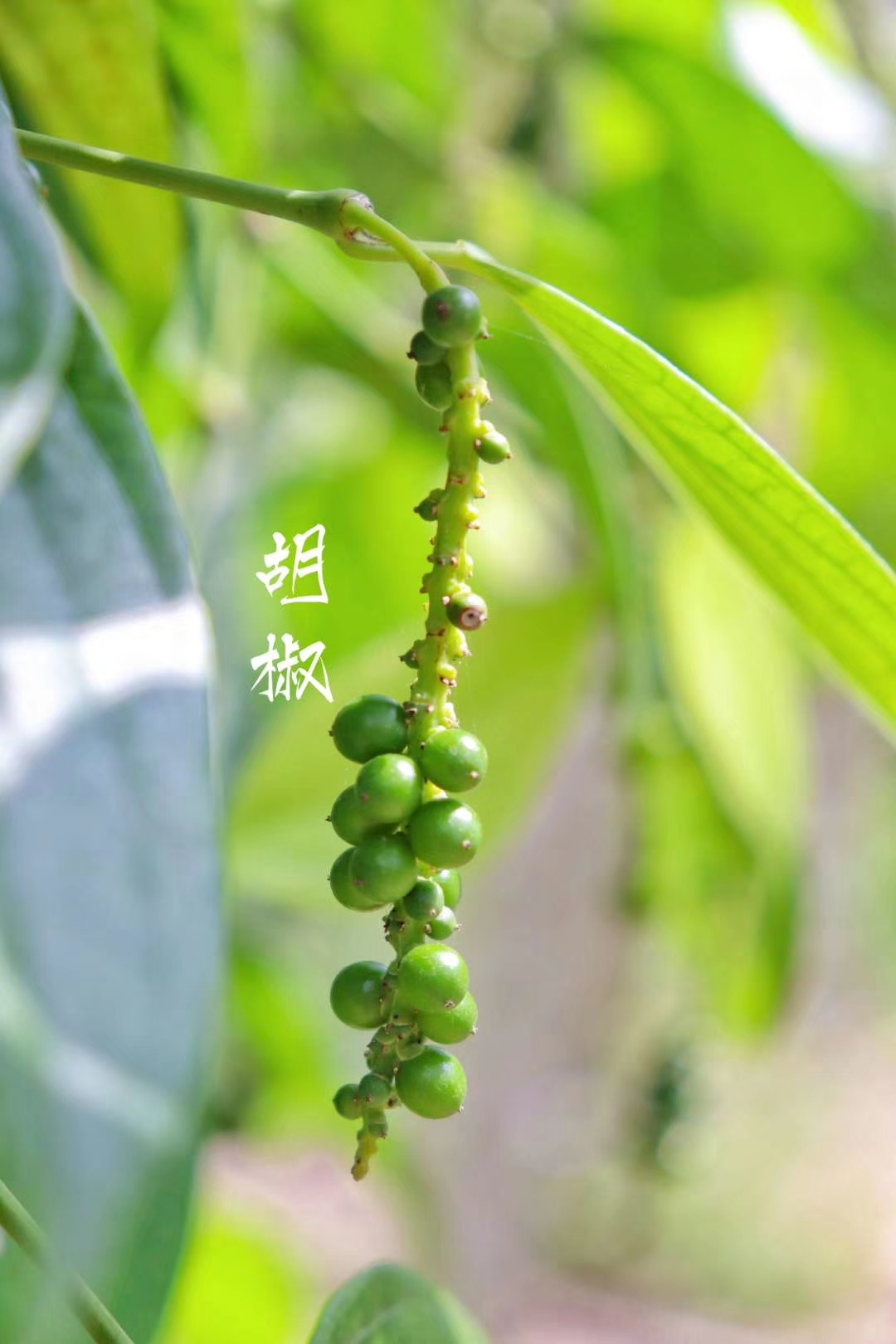 20220422���D����SIT�W(xu��)�ӏļ��l(xi��ng)�ā�(l��i)�Ĵ��� (4).jpg