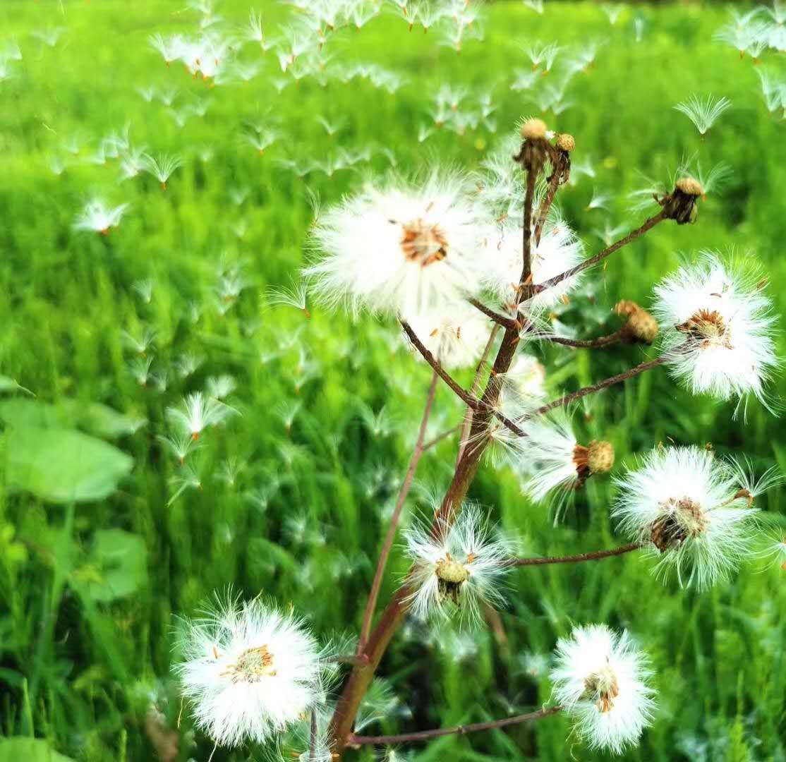 20220422���D����SIT�W(xu��)�ӏļ��l(xi��ng)�ā��Ĵ��� (12).jpg