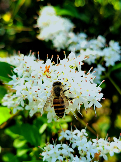 20220422���D����SIT�W(xu��)�ӏļ��l(xi��ng)�ā�(l��i)�Ĵ��� (18).jpg